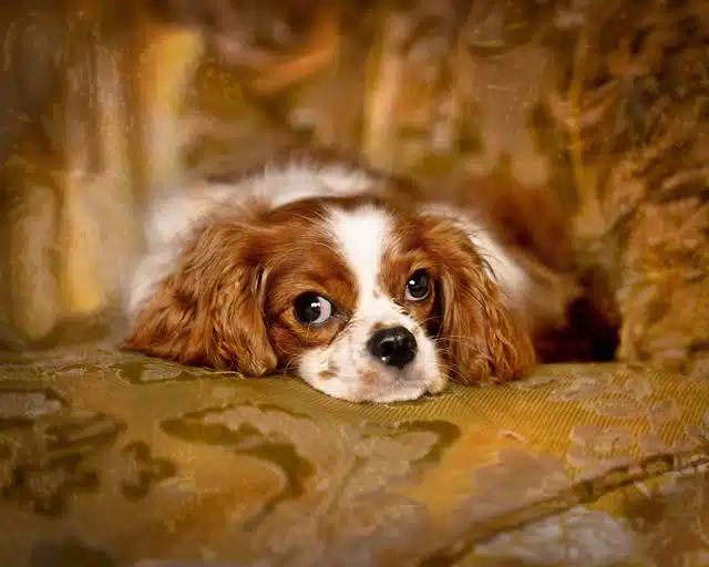 Brown and white Cavalier King Charles Spaniel resting on patterned fabric, looking directly at camera.