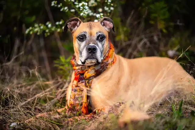 Tan boxer dog wearing colorful bandana, lying in grass with trees in background.