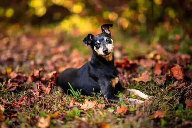 Small black and tan dog lying on ground covered with autumn leaves and grass.