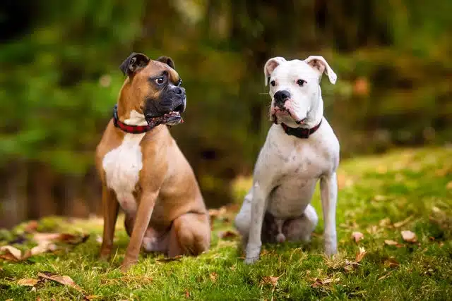 Two dogs sitting on grass with blurred green foliage in the background.